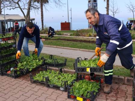 Yalova parklarinda cicek ekimi yapildi